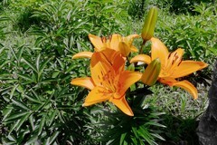 百合花