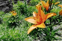 百合花