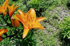 百合花