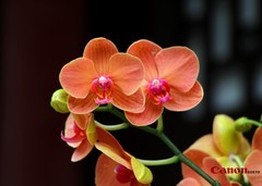 宾馆内的兰花。