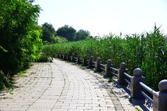 夏天就要过去这里已初显秋色了