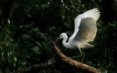 公园的白鹭 （4）