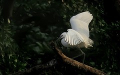 公园的白鹭 （4）