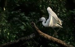 公园的白鹭 （4）