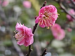 拍摄花卉一（856）