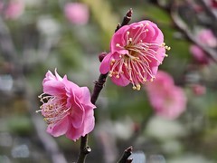 拍摄花卉一（856）