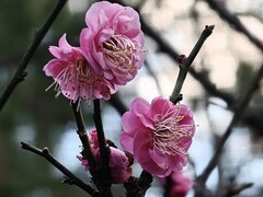 拍摄花卉一（856）