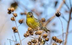 小黄雀（五十六）