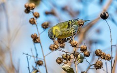 小黄雀（五十六）