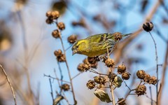小黄雀（五十六）