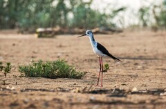 鸟中仙子---黑翅长脚鹬（三十九）