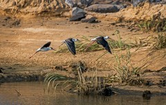 鸟中仙子---黑翅长脚鹬（三十九）