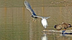 银河公园-冬日夜鹭