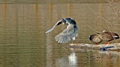 银河公园-冬日夜鹭