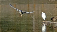 银河公园-冬日夜鹭