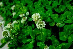 杂拍——白泉春色