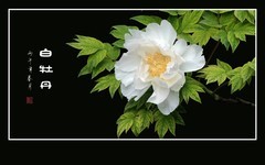 圣洁如雪的白牡丹花
