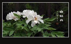 圣洁如雪的白牡丹花