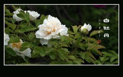 圣洁如雪的白牡丹花