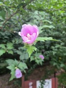 漫步星城 （1103）沙湾公园