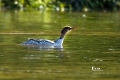 中华秋沙鸭（34）