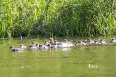 中华秋沙鸭（34）