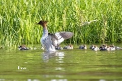 中华秋沙鸭（34）