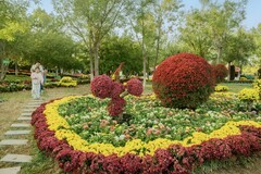 天津水西公园金秋赏菊