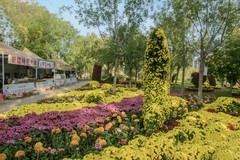 天津水西公园金秋赏菊