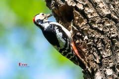 林中啄木鸟（48）