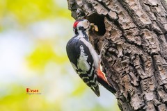 林中啄木鸟（48）