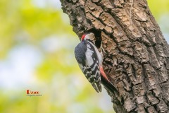 林中啄木鸟（48）