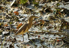 池鹭（1）（逆光片）