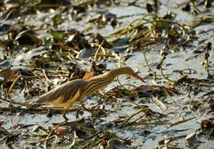 池鹭（1）（逆光片）