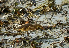 池鹭（1）（逆光片）