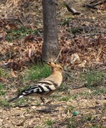 继续折腾老相机SX10，好久没用重新研究也是乐趣，这长焦抓拍美女很行，画质有待提高