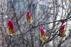 继续折腾老相机SX10，好久没用重新研究也是乐趣，这长焦抓拍美女很行，画质有待提高
