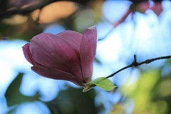 拍摄花卉一（1017）