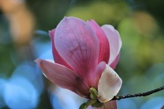 拍摄花卉一（1017）