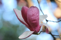 拍摄花卉一（1017）