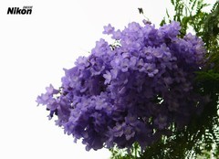 春末的蓝花楹。