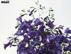 春末的蓝花楹。