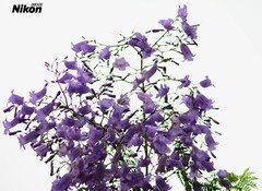 春末的蓝花楹。