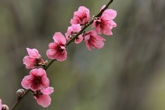 拍摄花卉一（1018）