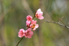 拍摄花卉一（1018）