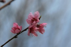 拍摄花卉一（1018）