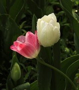 国家植物园郁金香之二