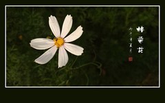 鲜艳漂亮的格桑花