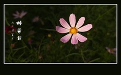 鲜艳漂亮的格桑花
