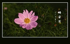 鲜艳漂亮的格桑花